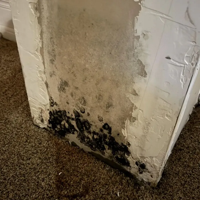 Professional Mold Removal in East Oakdale, CA
